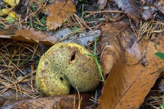 Common earthball