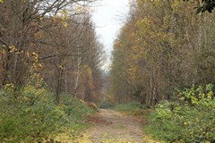 Woodland track