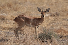 No animal is safe from the trophy hunter's bullet. Safari Club International even has a 'Pygmy Antelopes of Africa' award for those big brave hunters who dare shoot fifteen different species of them