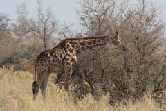 >Why would anyone get pleasure from killing one of these graceful creatures? Yet giraffe numbers have plummeted by 30% in thirty years. There are about 111,000 left, most subspecies are endangered