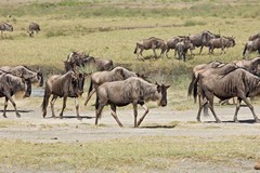 Migrating wildebeeste in the Serengeti