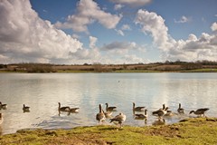 Geese on a lake on a sunny day in Winter