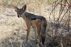 Black-backed jackal