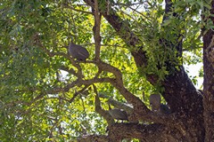 Helmeted Guniea fowl in a jackalberry. You can see some young fruits in the top left and right hand corners of the photo