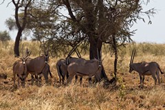 Beisa oryx. Both sexes have the long rapier like horns