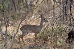 Kirk's dikdik