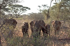 An Elephant family approached us