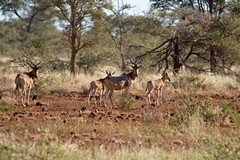 Family group of Meru hartebeeste