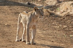 A hungry lioness was out looking for the rest of her pride