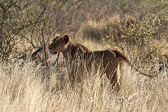 The lioness blends in perfectly with the yellow brown grass