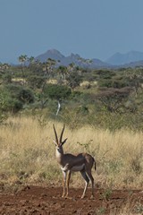 Grant's gazelles are common in Meru