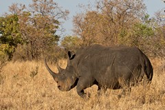 White rhino. There is a successful sanctuary in Meru with both black and white Rhinos present