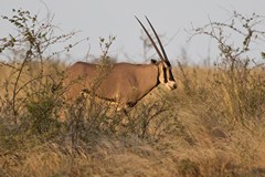 Beisa Oryx