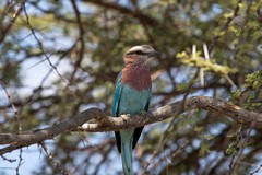 Lilac-breasted roller