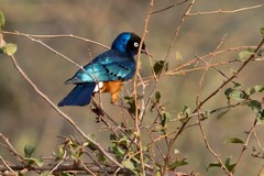 Large flocks of superb starlings were seen throughout the Park