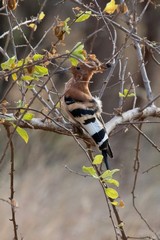 African hoopoe