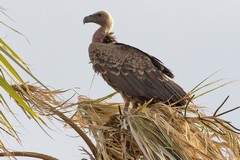 The lighter patterning on the wing coverts identify this bird as a Ruppell's griffon vulture