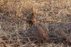 Yellow-necked spurfowl preferred the fairly open grassy bush