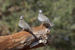 My old favourite the Ring-necked dove always provided a background chorus