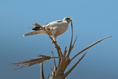 This medium sized raptor is an Eastern chanting-goshawk