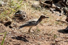 Water thick-knee. These are usually seen in pairs