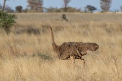 A female Somali ostrich