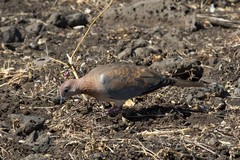 Laughing dove. The prettiest dove in my opinion