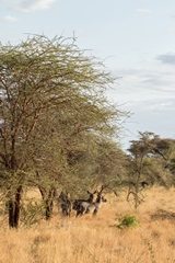 Large areas comprise of open wooded savannah. Grass can be very long in the wet season