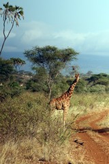 Vegetation is very diverse. Here we see Acacias, Doum Palm and Croton bushes