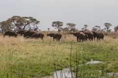 Here an elephant family enjoy a drink in one of the fast flowing clear streams that cross the Park. The availabilty of water all year round encourages them not to migrate in the dry season