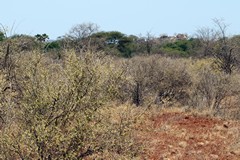 In some parts of the Park there are large areas of croton thickets. These can make game spotting more difficult especially in the wetter months before the leaves drop