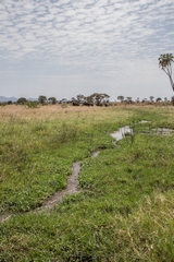 These small streams supply water all year round and ensure that large herds of buffalos and elephants, as well as many waterbuck, are resident in the Park