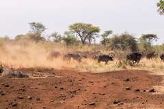 The dry reddish soil - stained by iron oxide, and known as laterite, covers everything in a fine dust. Laterites develop in tropical areas by weathering of the underlying parent rock