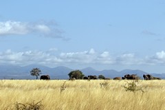 There are large areas of open grassy savannah