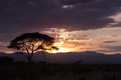 Umbrella thorn