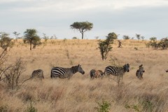 The savannah areas support a good population of zebras