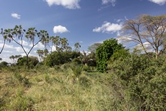 Many trees grow along the course of the streams and produce these lines of rich green