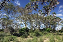 Fever trees and doum palms