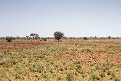 Short grass plains attract herds of Grant's gazelles