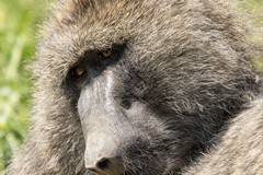 Olive baboon portrait