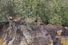 A pride of lions, mostly youngsters, asleep on a rocky outcrop