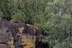 A lion cub watches us