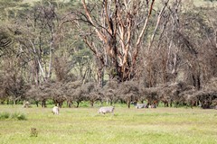 Grant's zebras in the lush grass by the lake edge