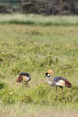 A pair of grey crowned cranes