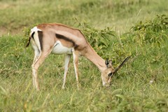 Grant's gazelle