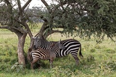 Zebra and foal