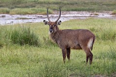 Beautiful male Defassa waterbuck