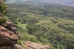 The commonest tree in the acacia forest is the yellow fever tree