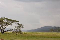 View of the grassy plain