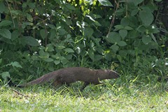 Slender mongoose